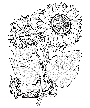 Flower Coloring Sheets on Free Coloring Page  Color Your Own Great Flower Prints Coloring Book