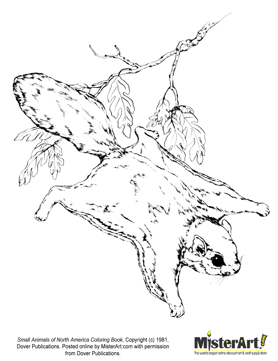 flying squirrel coloring page flying squirrels free coloring pages flying squirrel coloring page flying squirrels free coloring pages