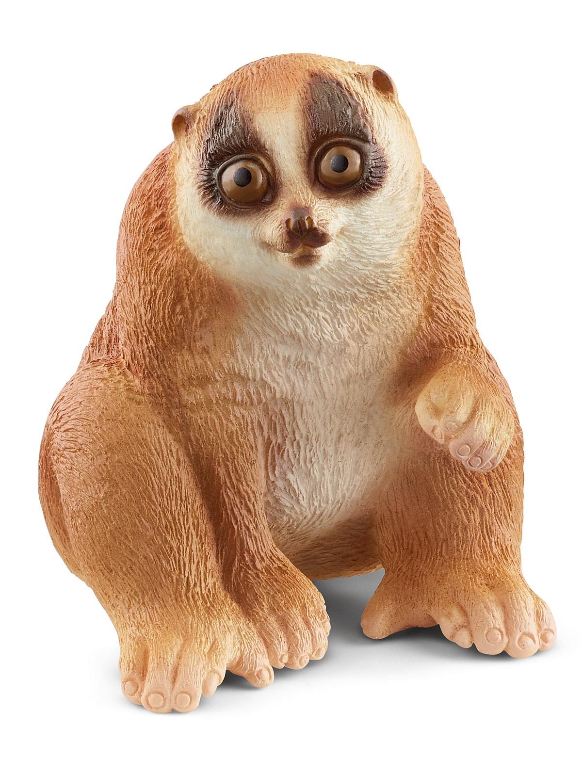 Wild Life Animals Slow Loris