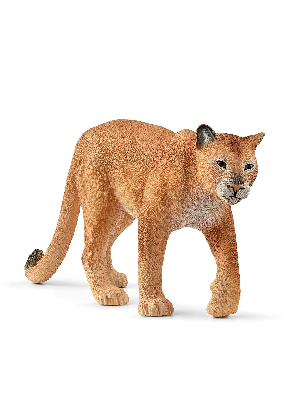 Wild Life Animals Cougar