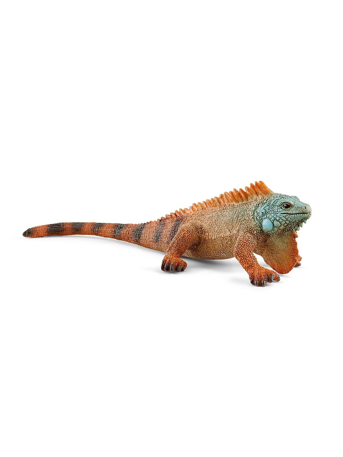 Wild Life Animals Iguana