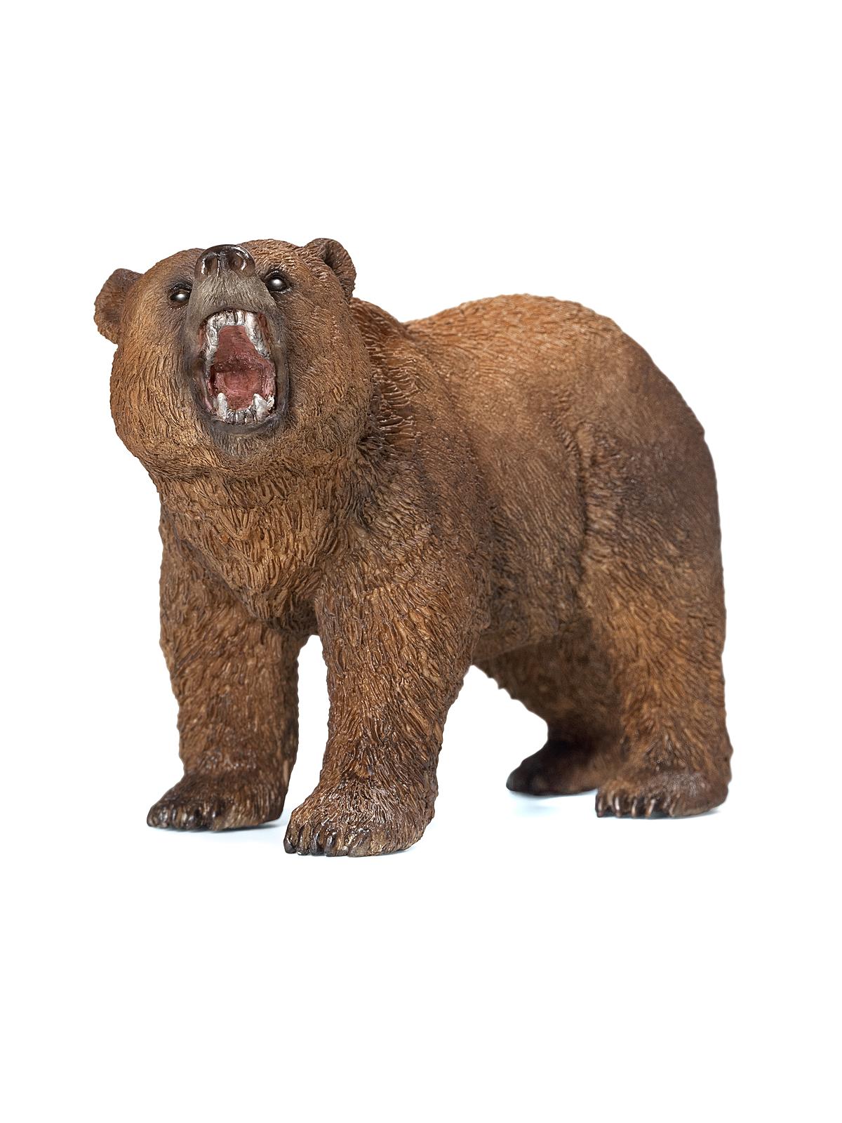 Wild Life Animals Grizzly