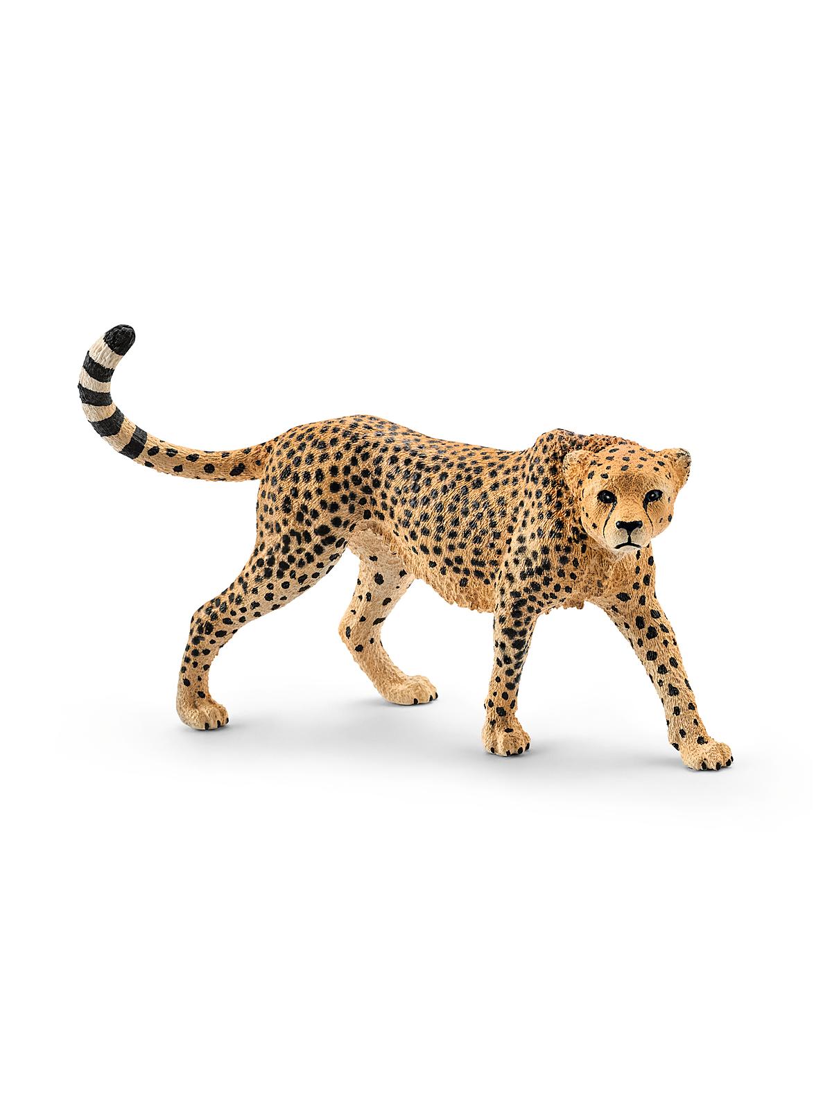 Wild Life Animals Cheetah Female