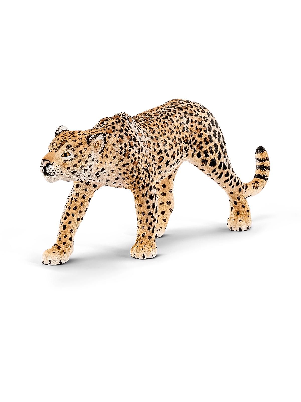 Wild Life Animals Leopard