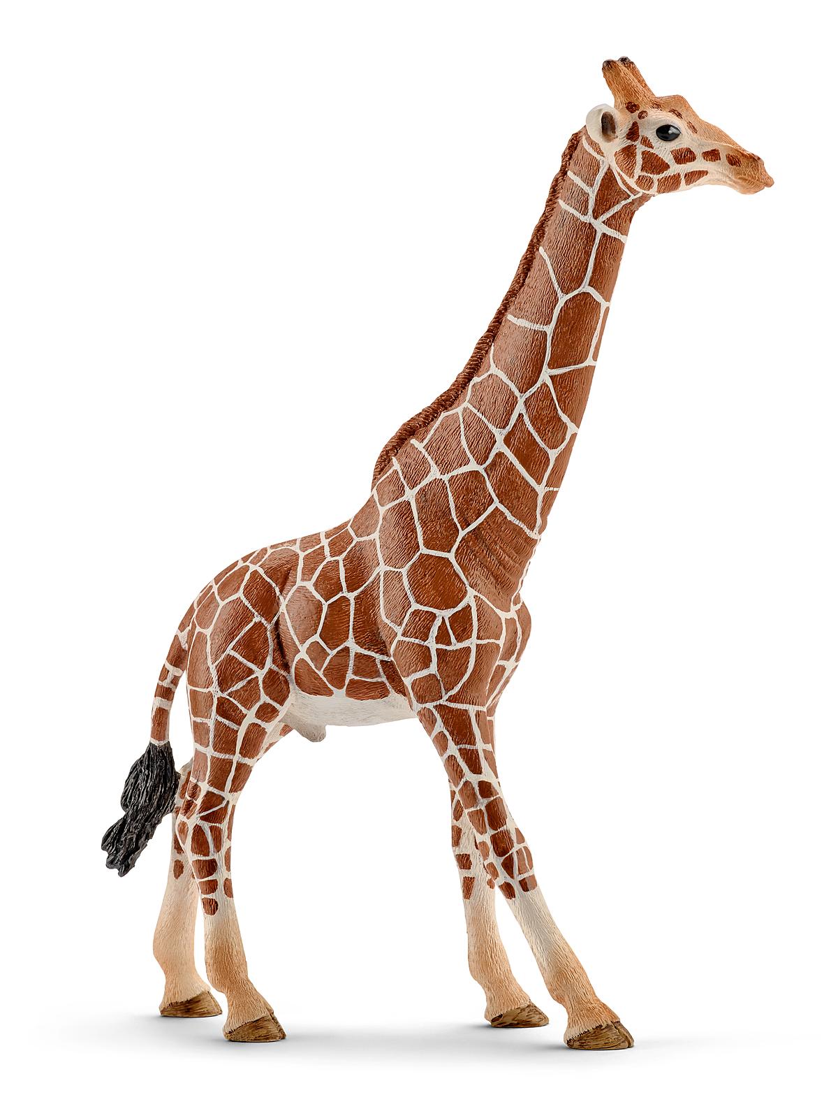 Wild Life Animals Giraffe Male