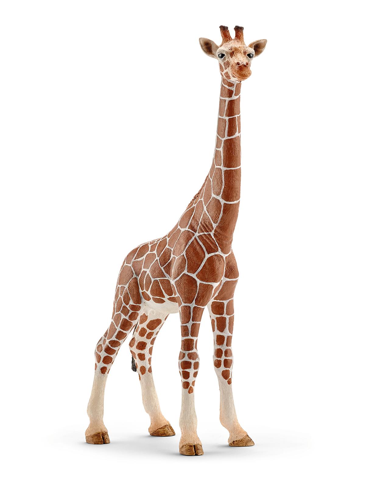 Wild Life Animals Giraffe Female