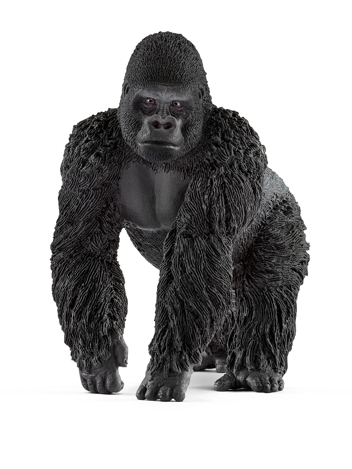 Wild Life Animals Gorilla Male