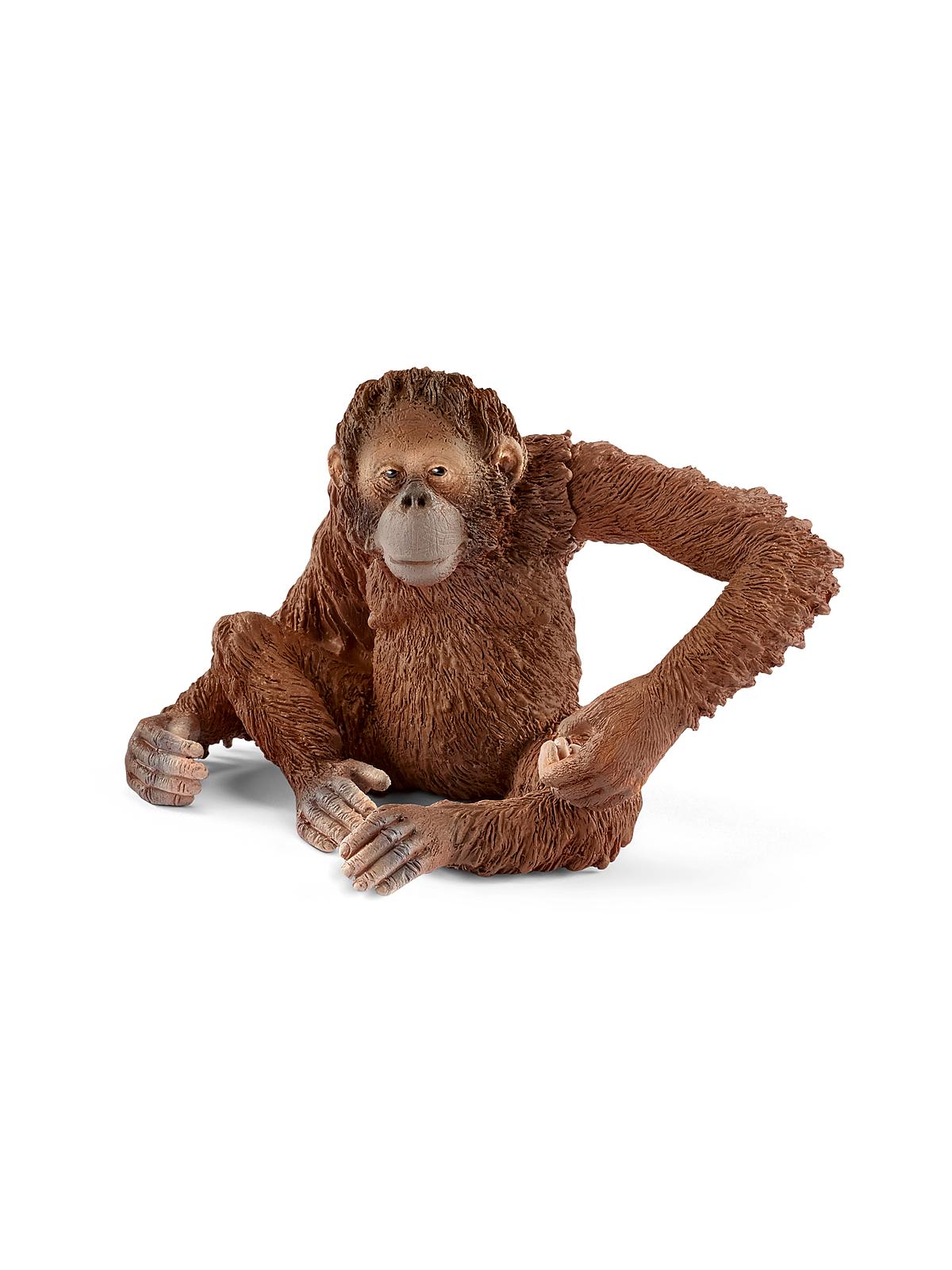 Wild Life Animals Orangutan Female