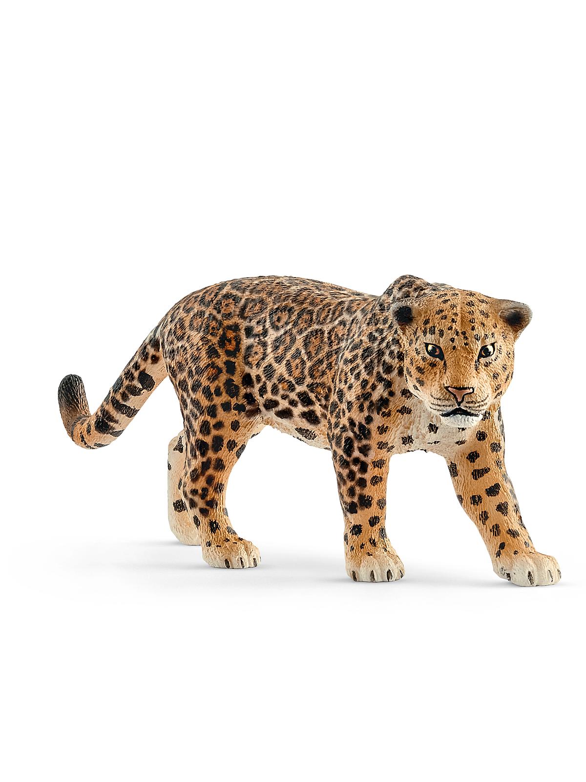 Wild Life Animals Jaguar