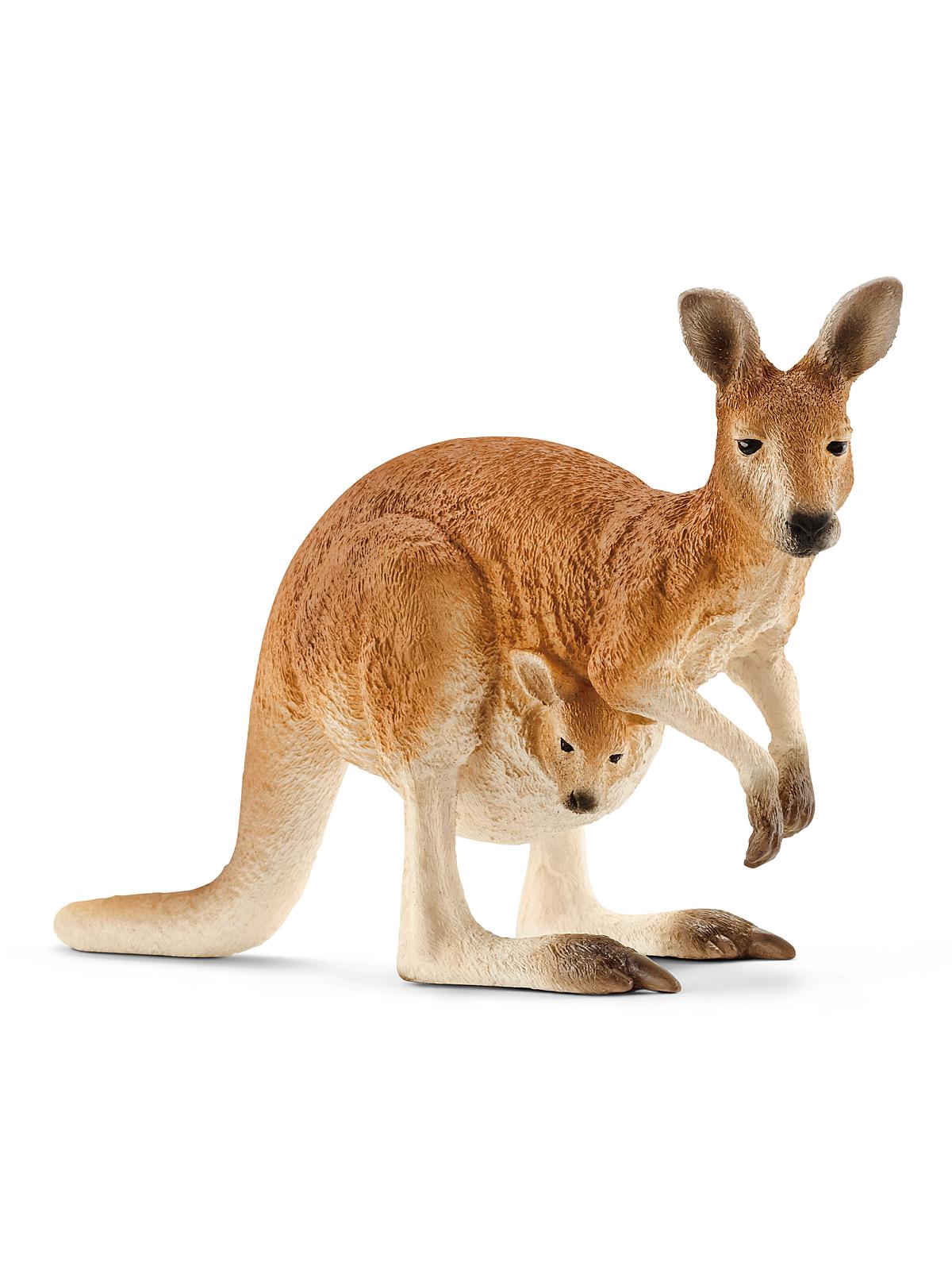 Wild Life Animals Kangaroo