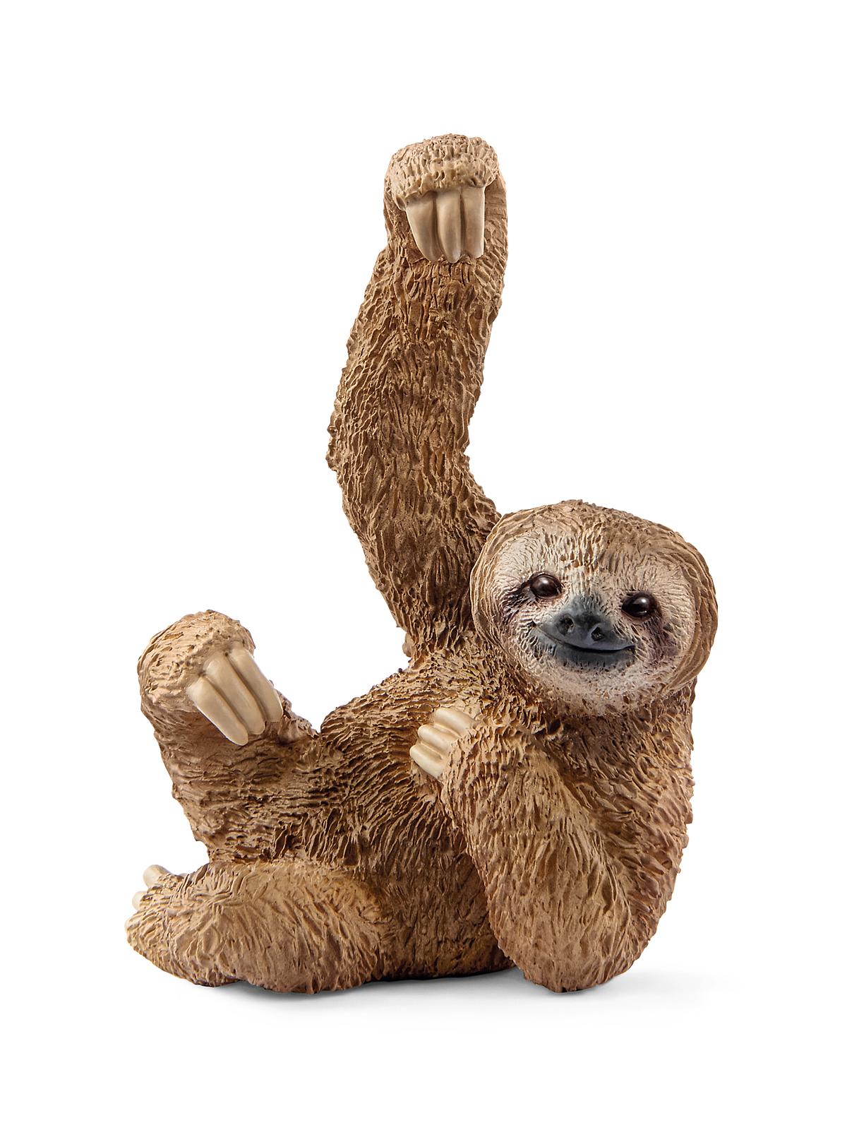 Wild Life Animals sloth