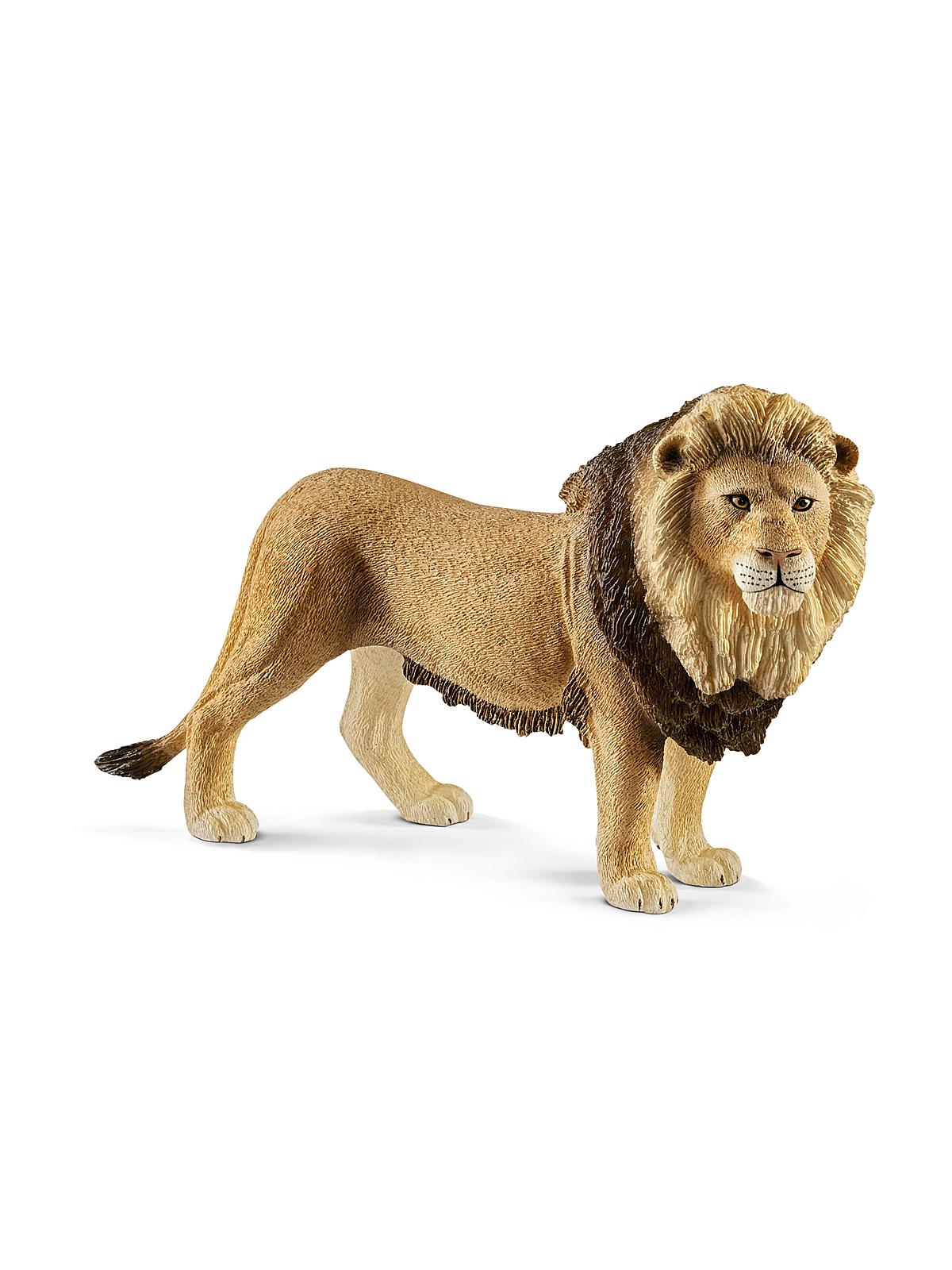 Wild Life Animals Lion