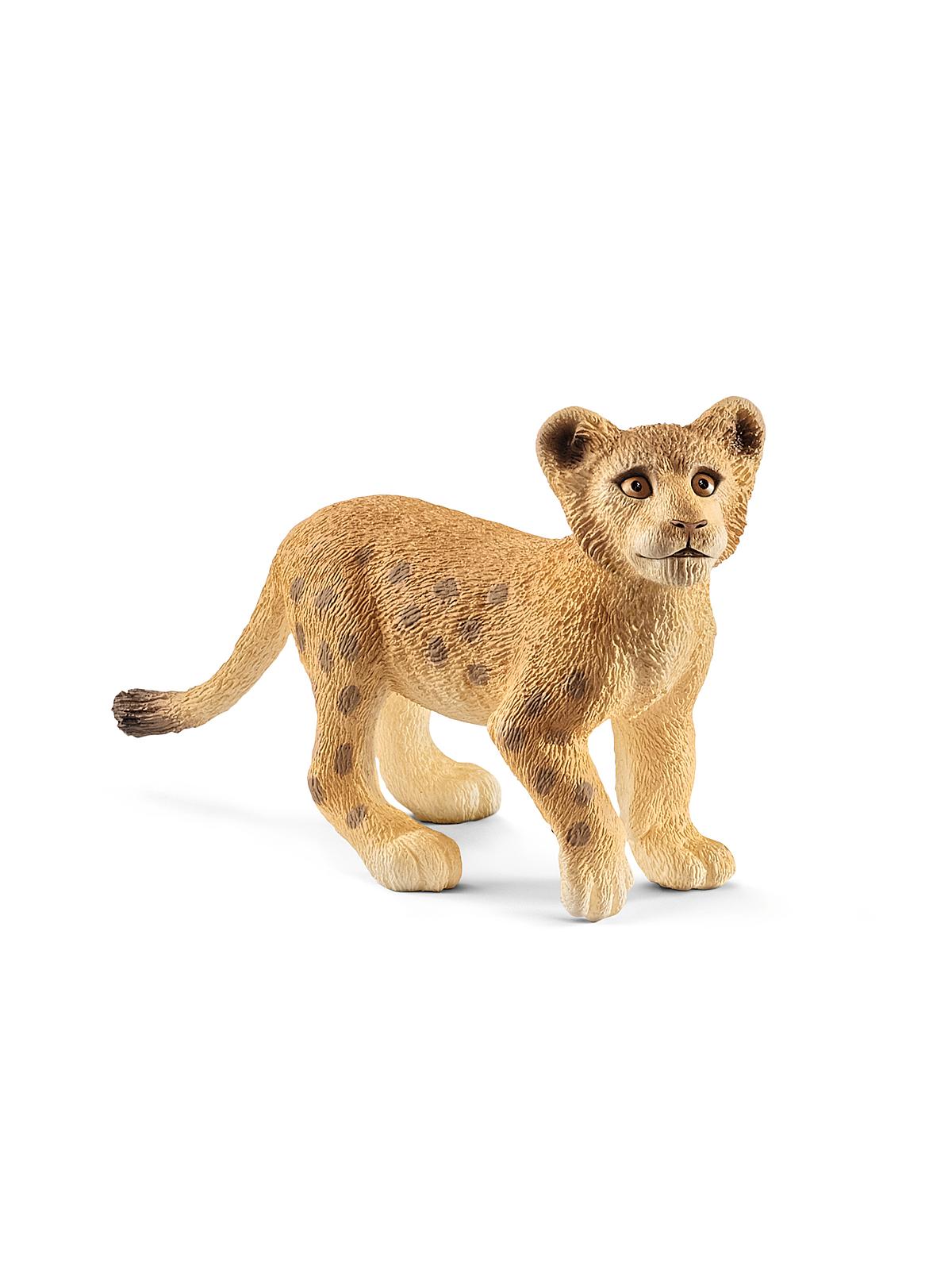 Wild Life Animals Lion Cub