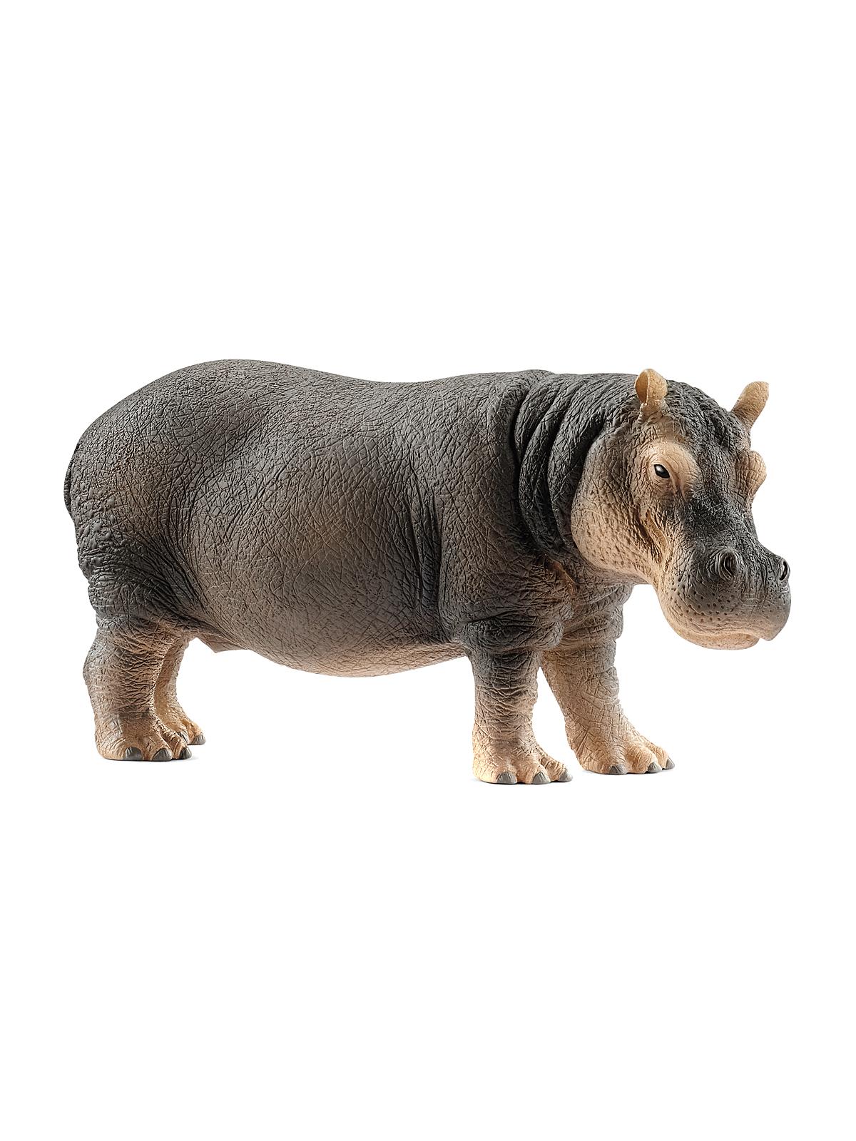 Wild Life Animals Hippopotamus