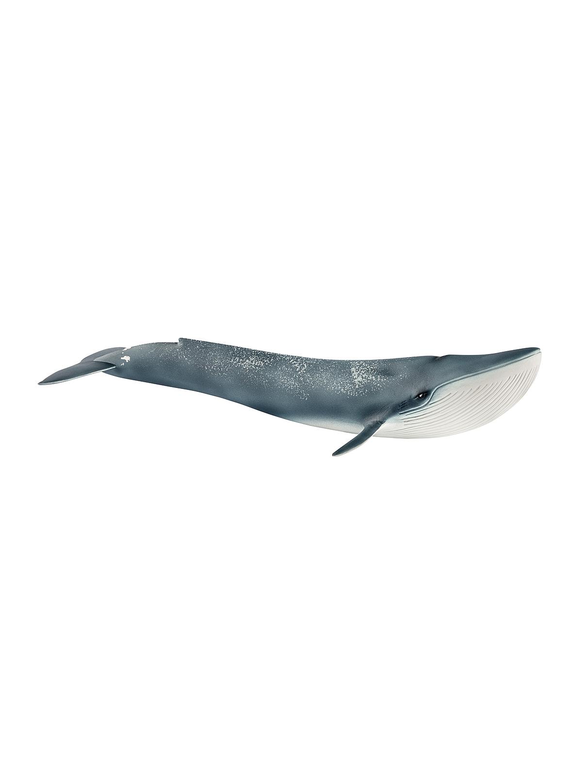 Wild Life Animals blue whale