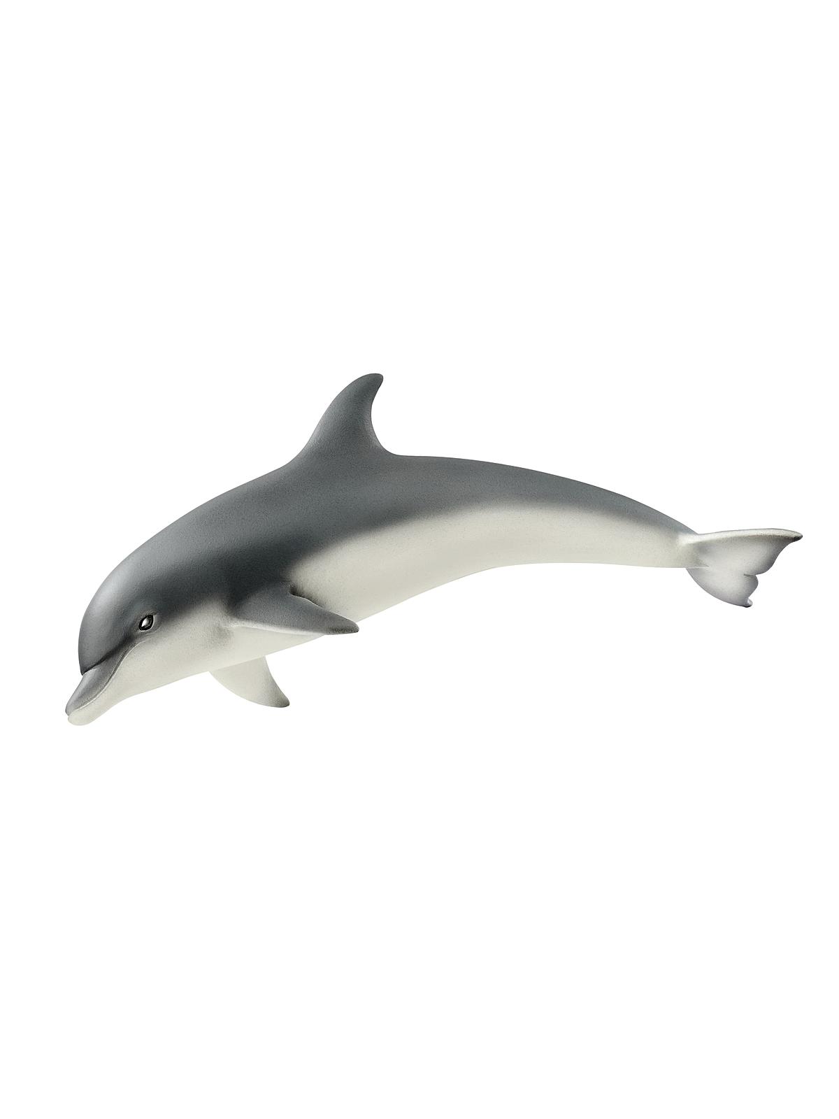 Wild Life Animals dolphin