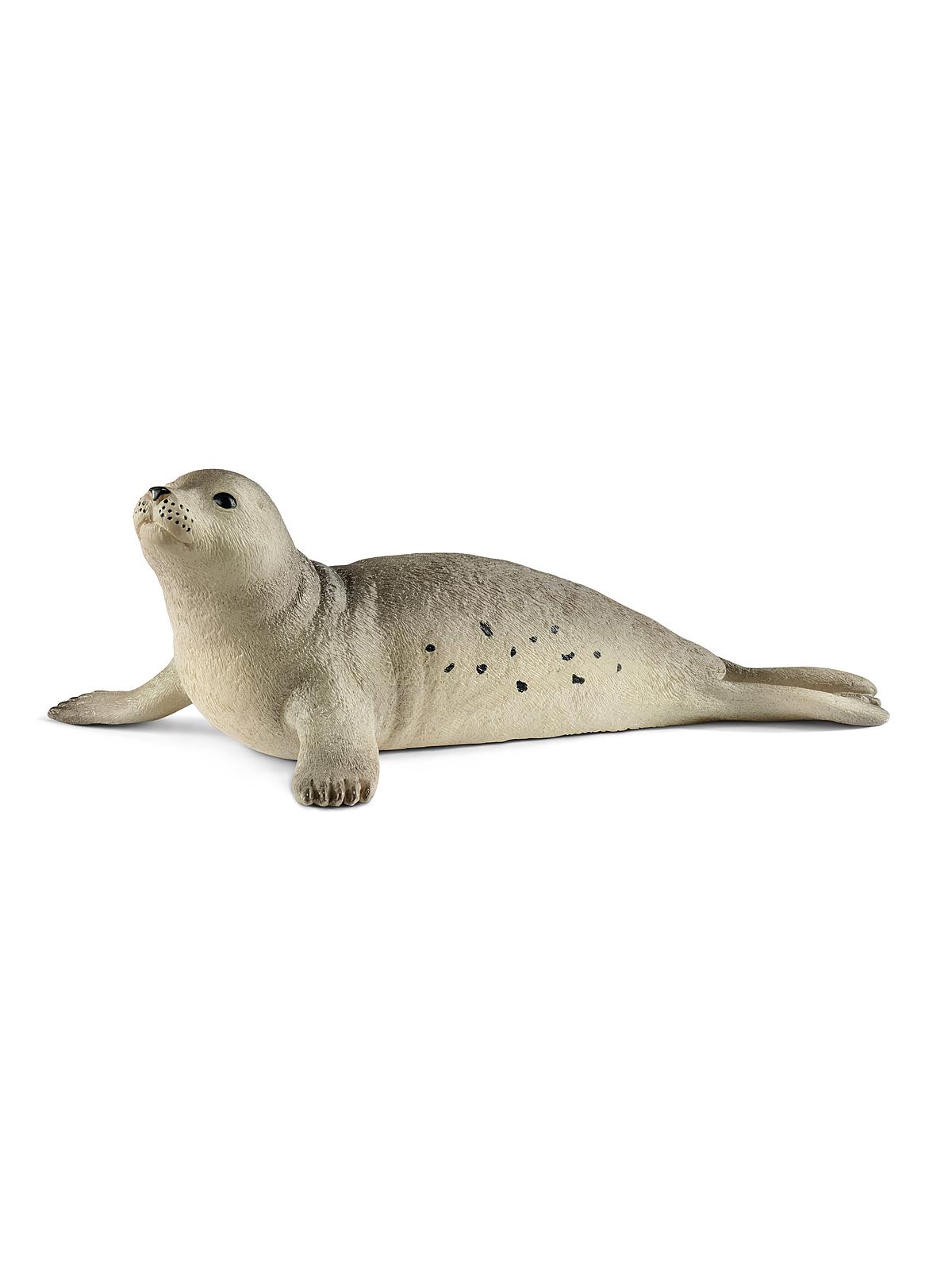 Wild Life Animals seal