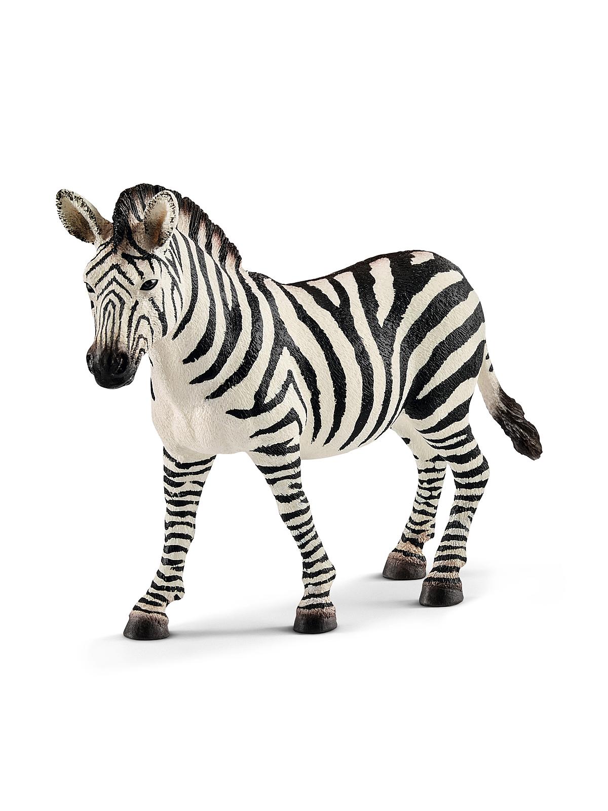 Wild Life Animals Zebra Female