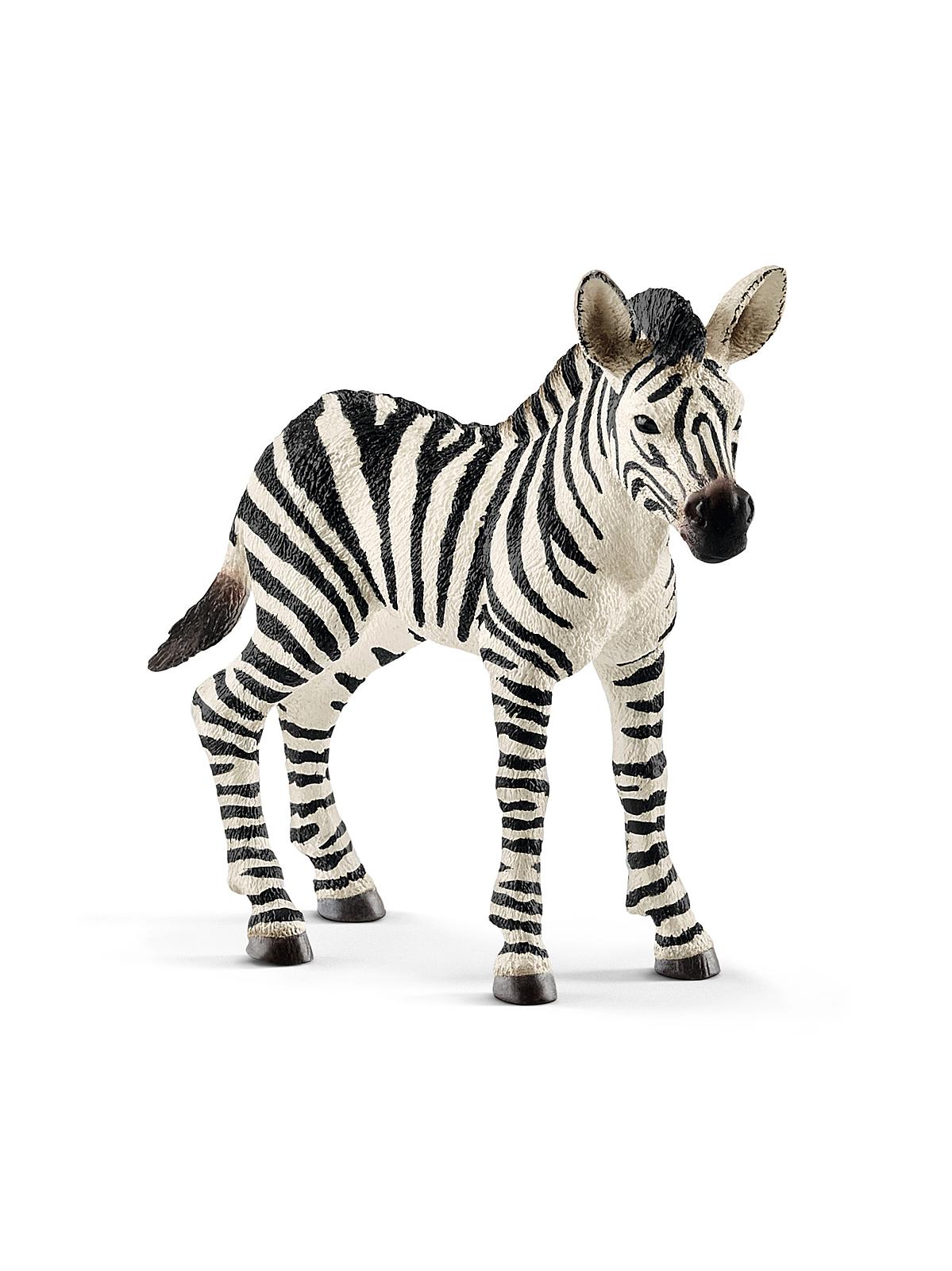 Wild Life Animals Zebra Foal