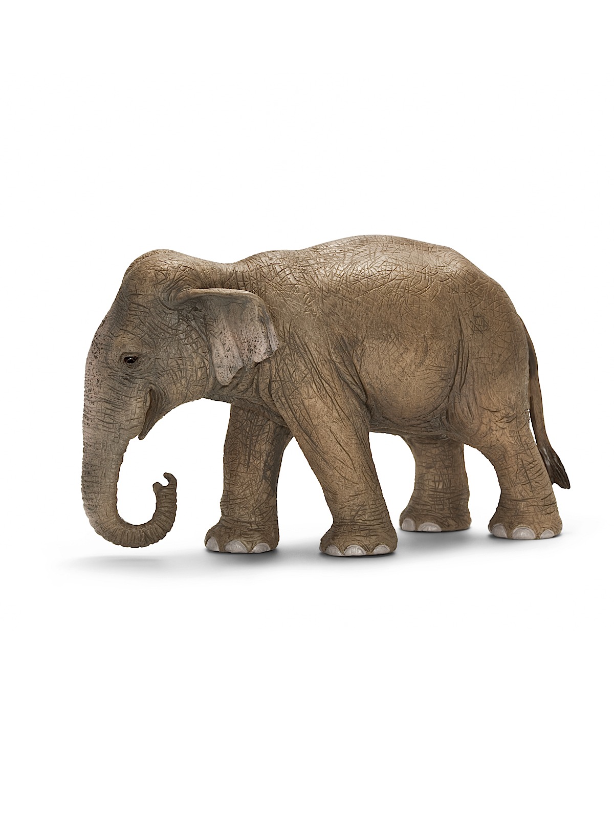 Wild Life Animals Asian Elephant Female