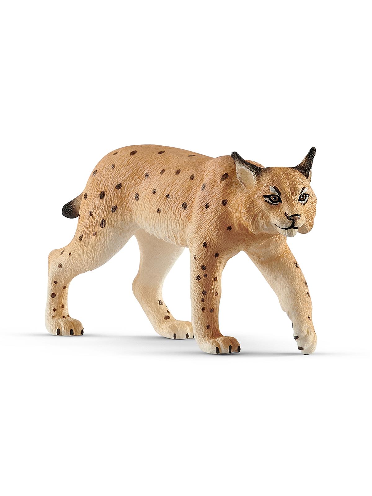 Wild Life Animals Lynx