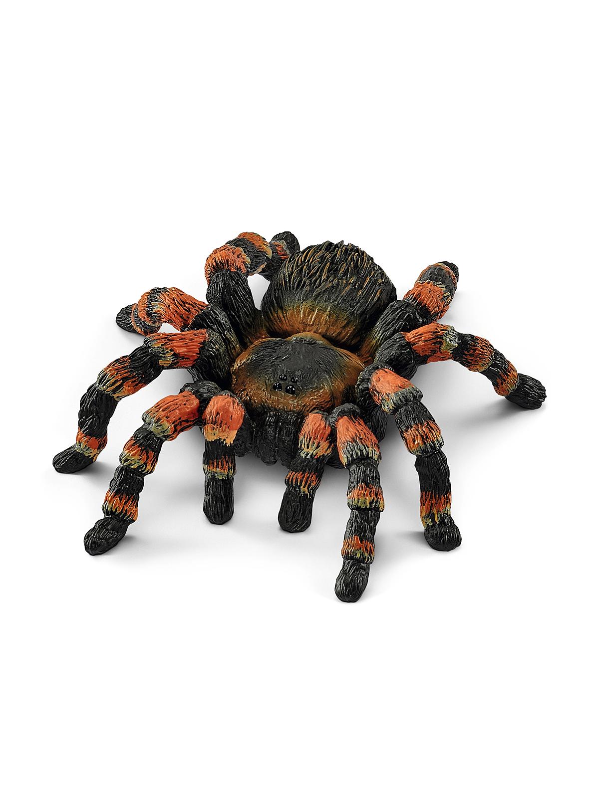 Wild Life Animals Tarantula