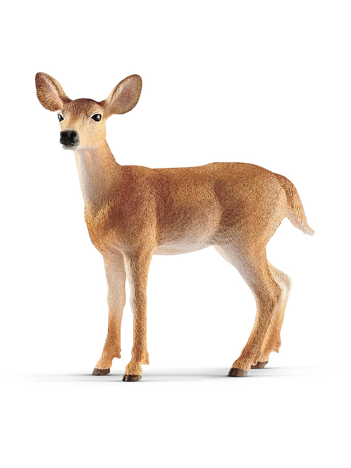 Wild Life Animals white-tailed doe