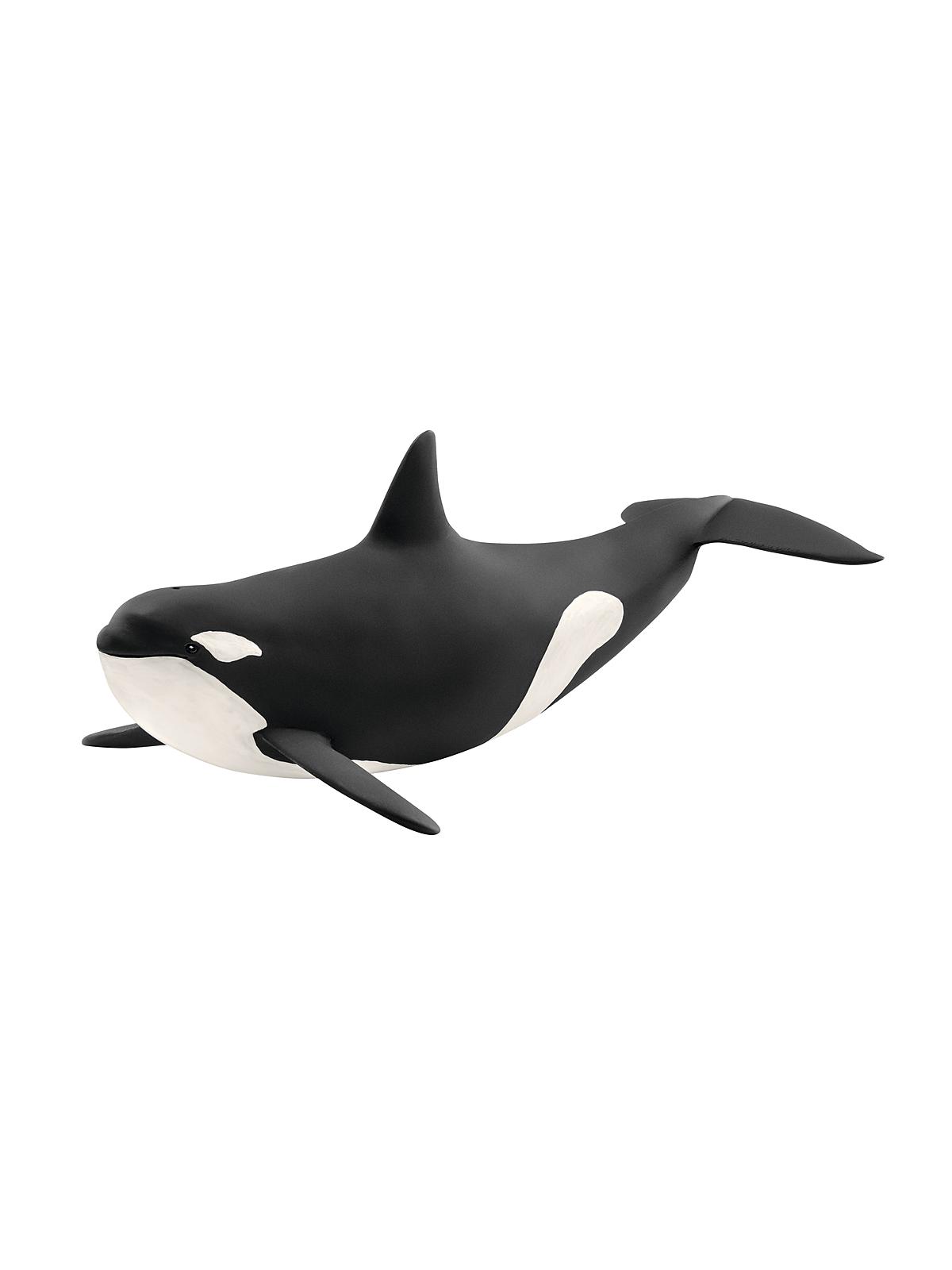 Wild Life Animals Killer Whale