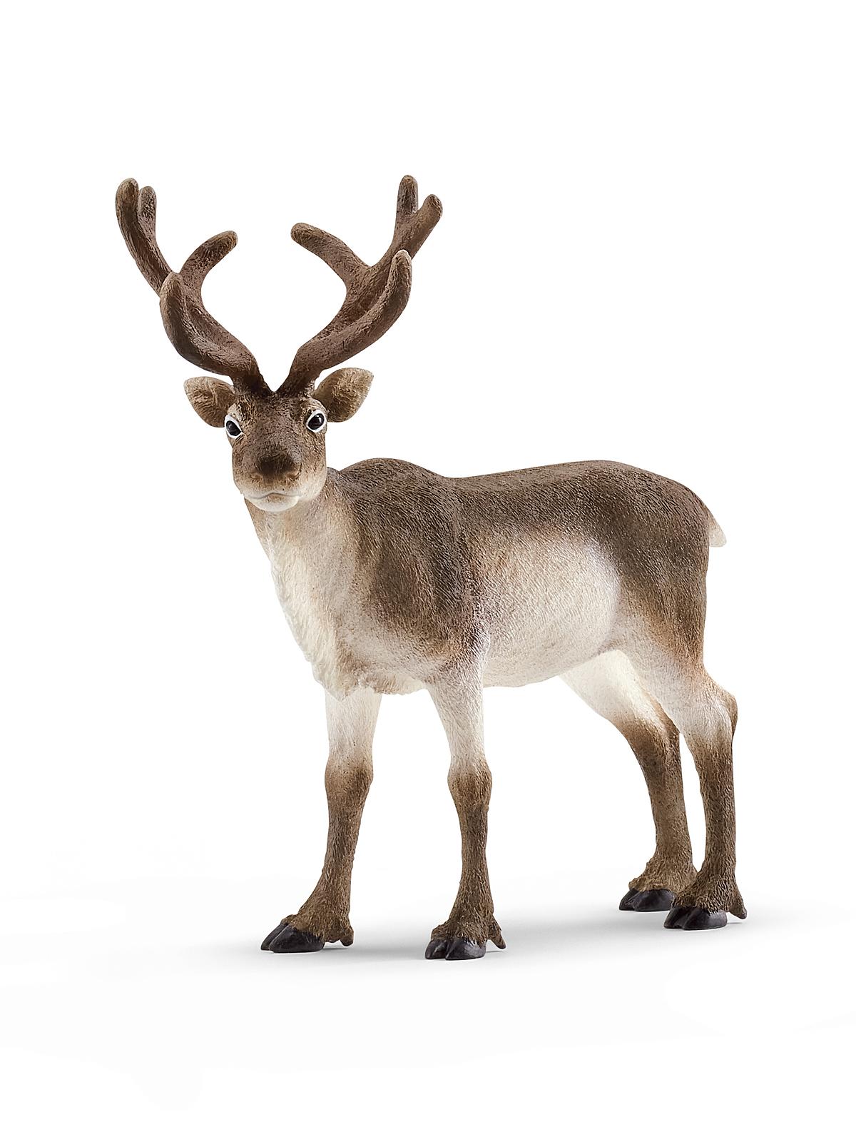 Wild Life Animals reindeer