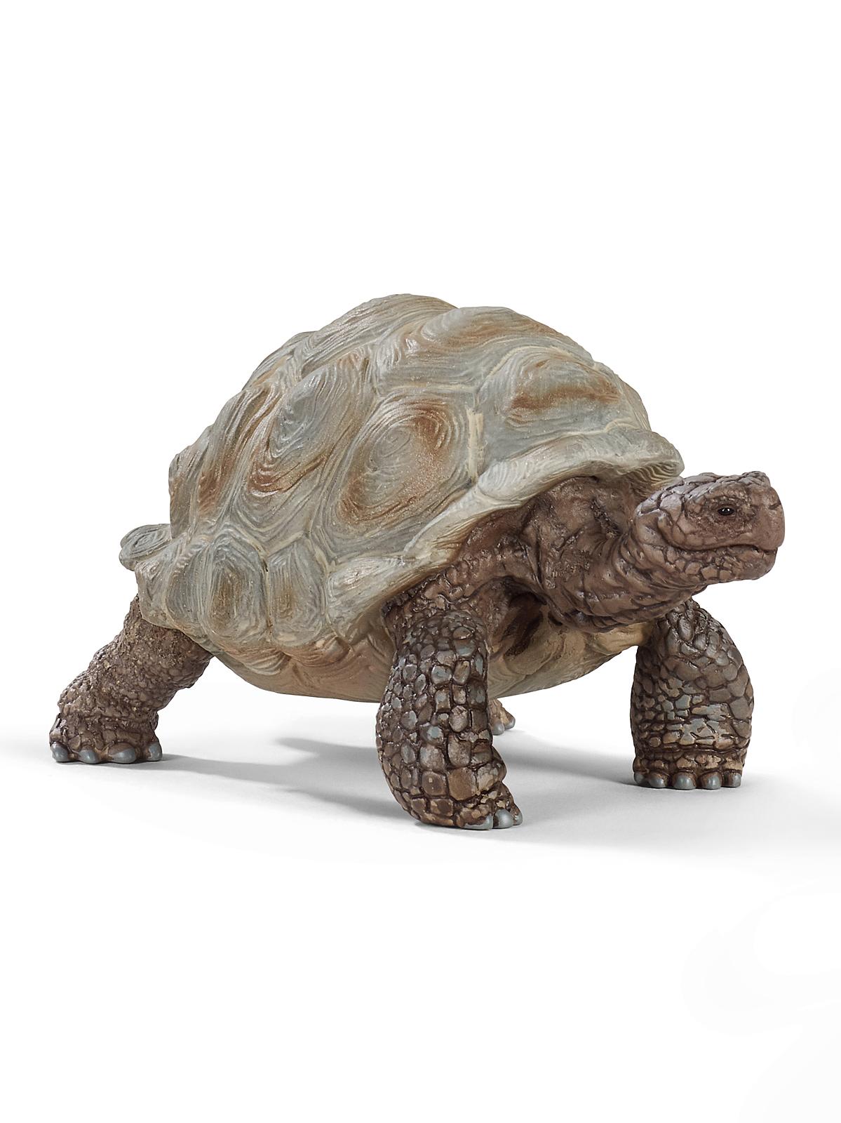 Wild Life Animals Giant Tortoise