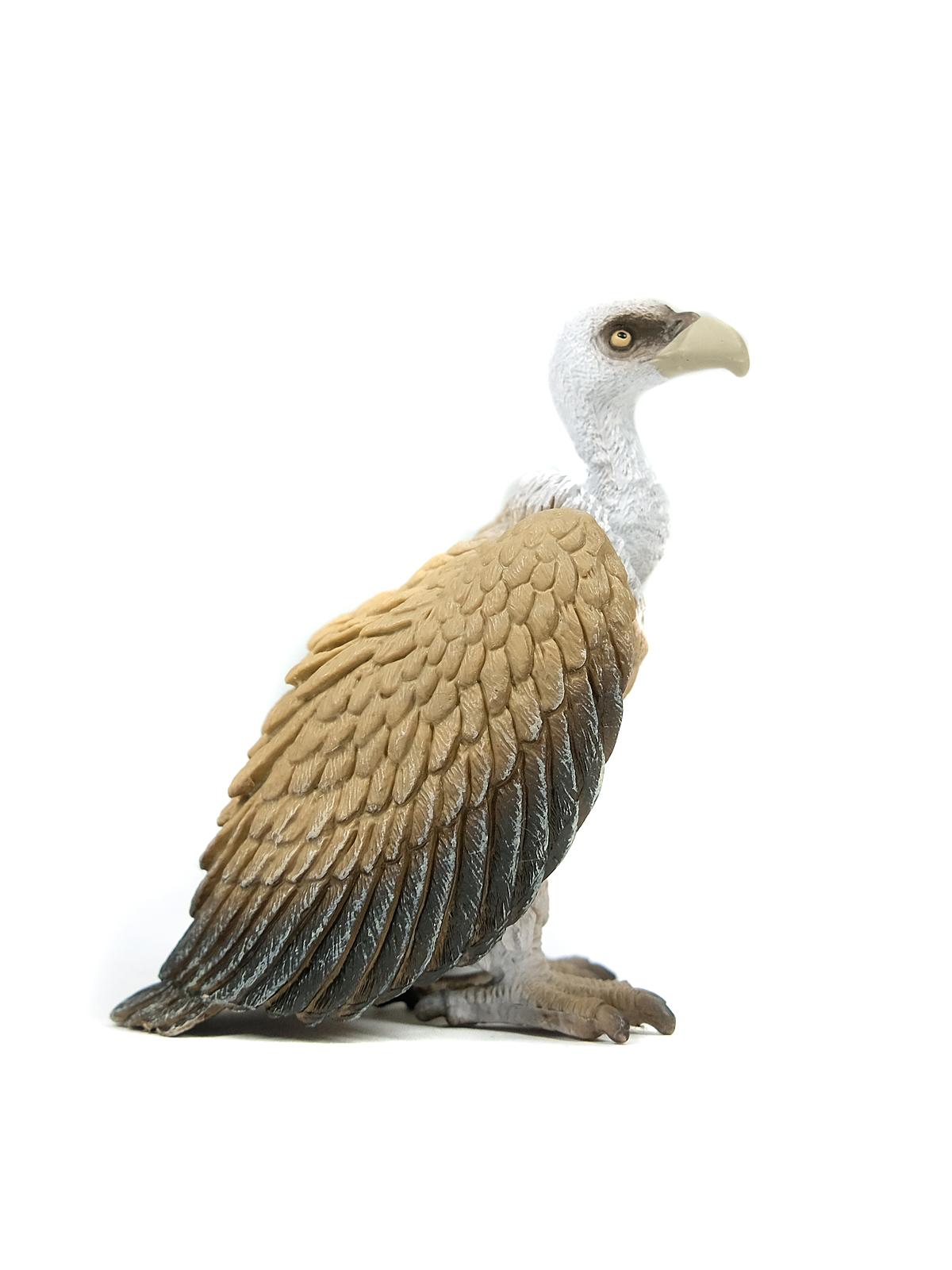 Wild Life Animals Vulture