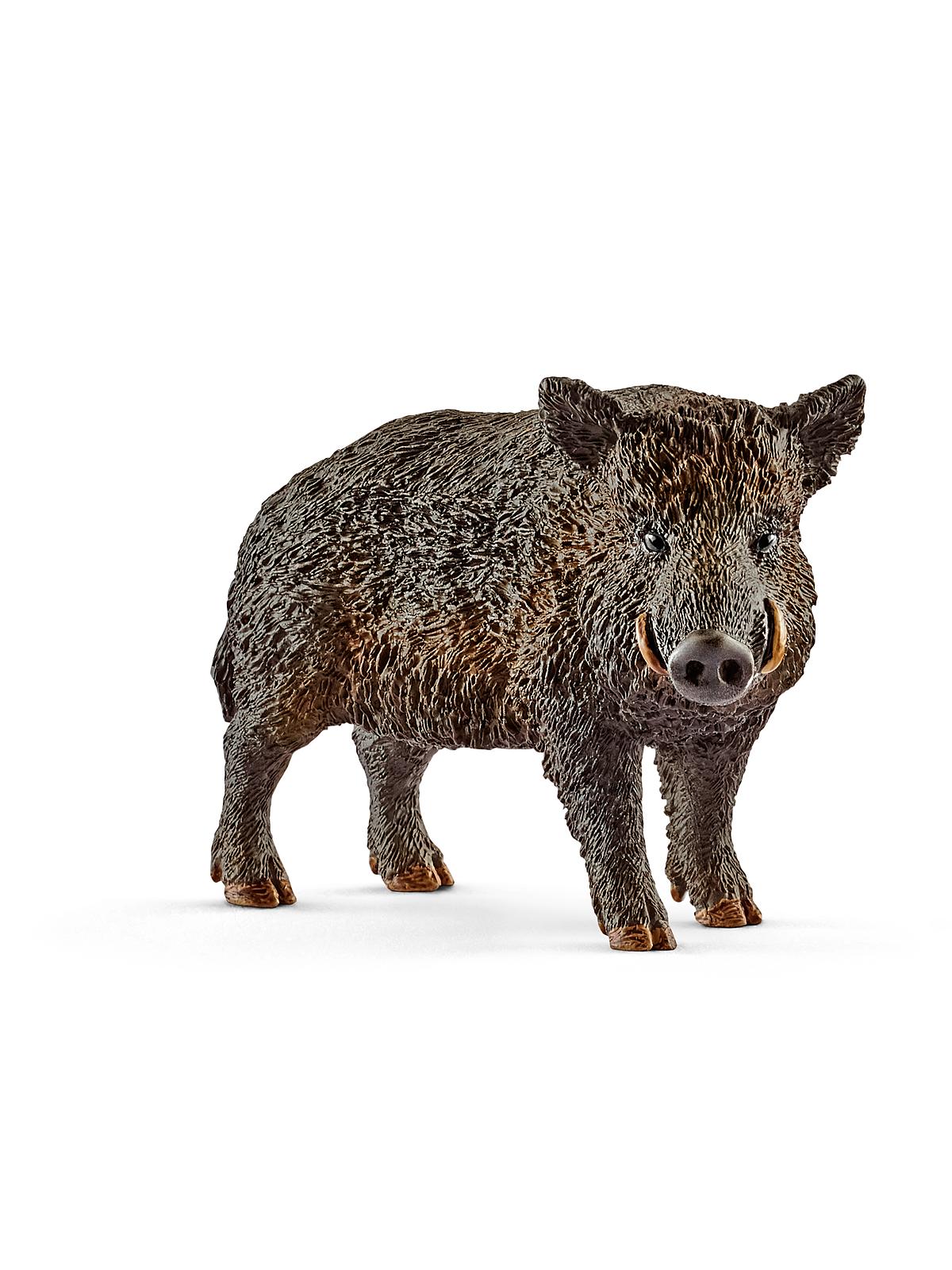 Wild Life Animals Wild Boar