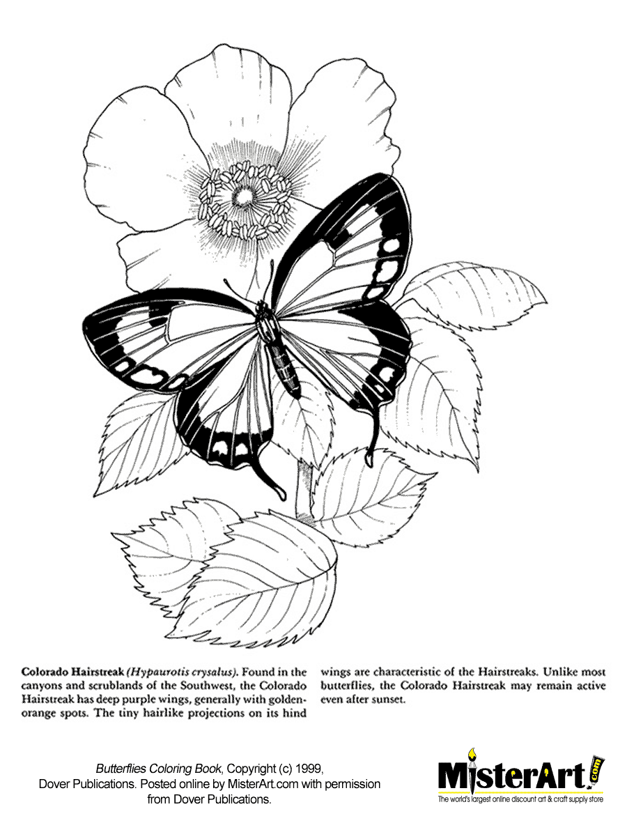 Free Coloring Page Butterflies Coloring Book, Download Free ...