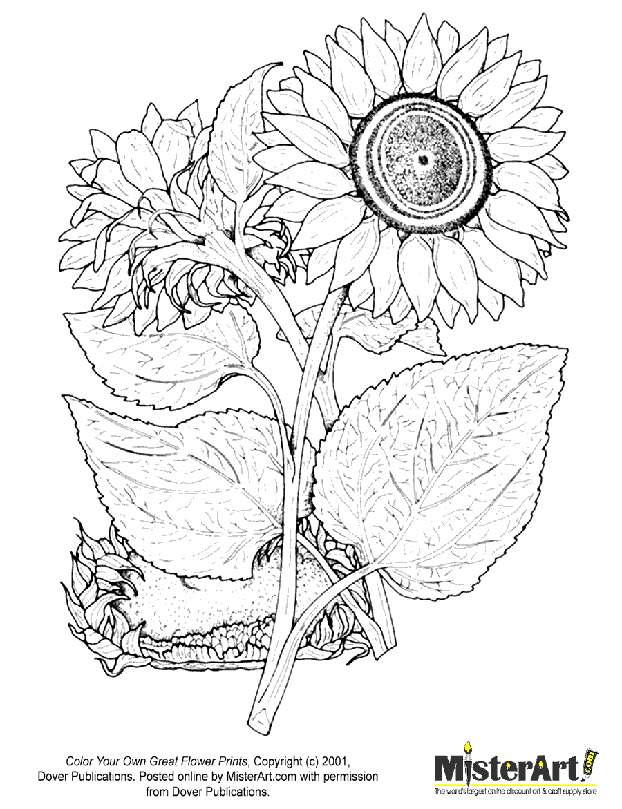 Download Free Coloring Page Color Your Own Great Flower Prints Coloring Book Download Free Crafts For Kids Dover Coloring Books Misterart Com