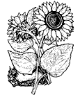 Coloring Page from: Color Your Own Great Flower Prints Coloring Book